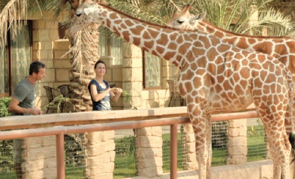 Жирафы в абу даби. Emirates Park Zoo в Абу-Даби. Зоопарк Emirates Park Zoo. Завтрак с жирафами Абу Даби. Завтрак с жирафами в зоопарке Абу Даби.